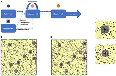 Elaborating on anti CTLA-4 mechanisms of action using an agent-based modeling approach